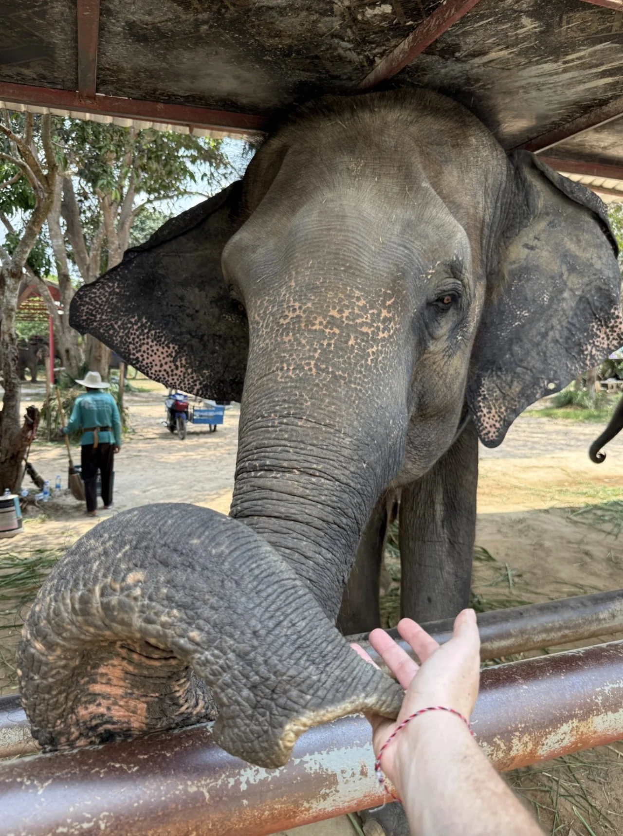A rescued elephant at a sanctuary